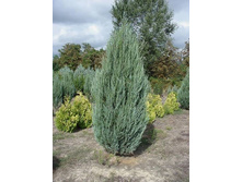 ���. ����. ���������