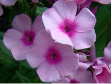 ����� ������� ���� ���� 66�