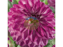 �������� ��� ����.jpg