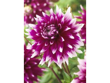 �������� �������� ����� 96�