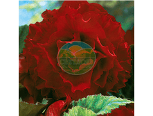 ������� ���� ���.png