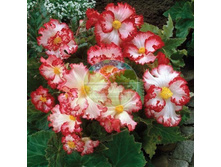 ������� ������.jpg