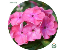 ����� ��������� 66�