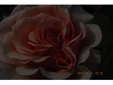 ��� 2014 037.jpg