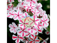 ����� �������.png