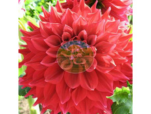 �������� �����.jpg