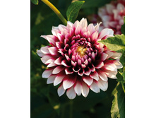 �������� ������������ 84�