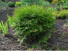 ��� �������� ���� ���+