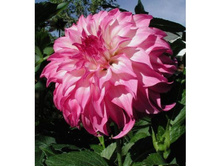 �������� �������� ������� 96�