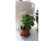 20150131_145232.jpg