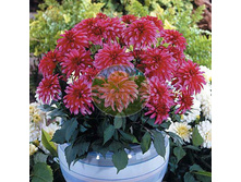 �������� ������ ��� ����.jpg