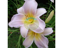 �������� �������� ��������.jpg