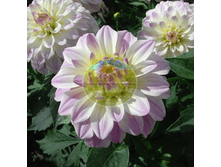 �������� ������� ���.png