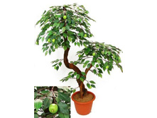 �� 100/2�/42 - 2750