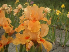 ���� ������� ���� 130,8�