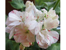 ���������� s�ndown(mini)