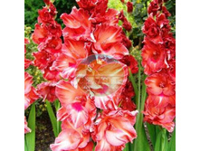 ��������� ����� 12.jpg