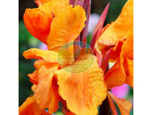 ����� ��������.jpg