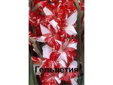 ��������� ��������� 106�.jpg