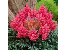 �������� ��������� ����� �����.png