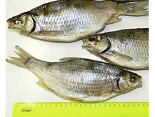 ����� - 355 �..jpg