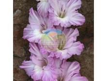 ��������� ��������� ��� 14.jpg