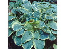 ����� �������� ��� (�������������).jpg