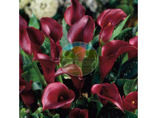 ����� ��������� ��� 14.jpg