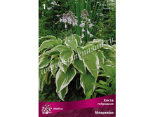 ����� ��������� ��������.jpg