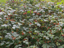 �������� 2014_223.jpg