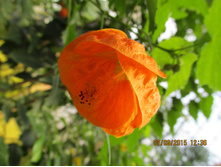 ���� 131.jpg