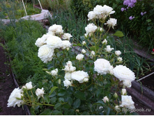 ��������� (���),205���..jpg