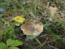 DSC01241.JPG