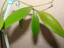 Hoya sp.Haraku