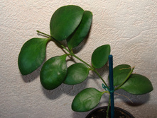Hoya myrmecopa