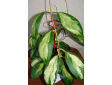 ���� Incrassata variegata ����� �����