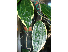 Hoya macrophylla variegata