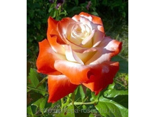 ����������� ����� (Imperatrice Farah), Delbard, �������, 1992 �. 150 ��� 100���..jpg