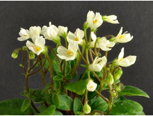 Chantaspring ����������� �������.jpg