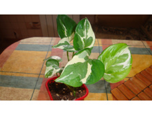 ���������� N-Joy