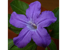 ������� �����������