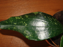 HOYA PARASITICA LAOS ������
