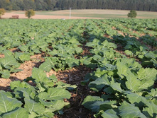 �. ��������� ���� �����. 30 ���.�������� 41 ��.