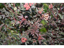 ������������� ������������� ���� �����.jpg