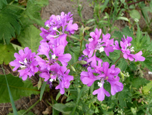 P1150010.JPG