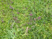 DSCN5536 - �����.JPG