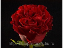 ����� (Hearts) 300���..jpg