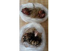 ����� - ����� ���.jpg