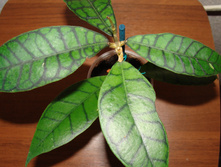 Hoya sp.Kalimantan