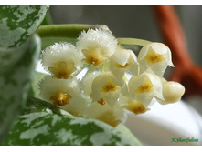 lacunosa eskimo(���� �� �����)